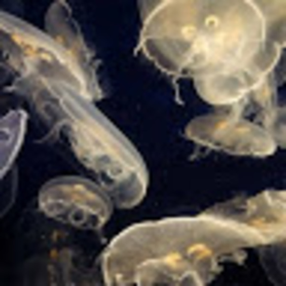 Meet your Posher, Jt - Picture 1 of 1